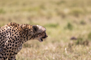 Close-up profile of a cheetah with its mouth open panting. Masai Mara National Reserve Kenya. © TheStorygrapher