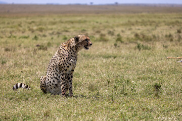 Cheetah sitting in the grass of the wide open savanna. Masai Mara National Reserve Kenya. © TheStorygrapher