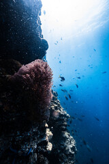 Pink sea fan coral growing on an underwater cliff wall in blue ocean. © PIPE DIVE UNDERWATER