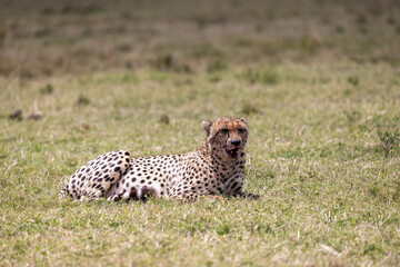 Cheetah lying in the grass looking to the side on the plains. Masai Mara National Reserve Kenya. © TheStorygrapher