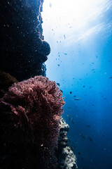 Pink sea fan coral growing on an underwater cliff wall in blue ocean. © PIPE DIVE UNDERWATER