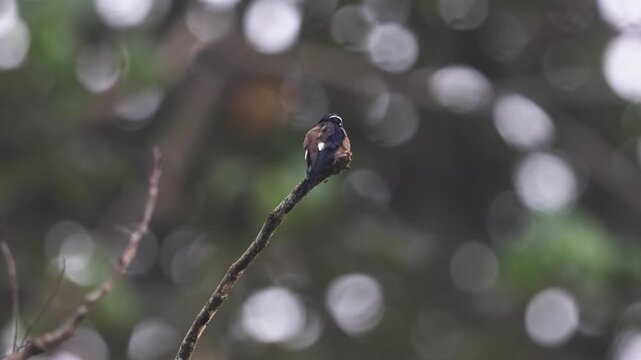 The whiskered treeswift, a favourite on tours for its beauty and perching behaviour.