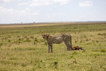 Cheetah standing beside a gazelle carcass on the vast savanna in Kenya. Masai Mara National Reserve Kenya. © TheStorygrapher