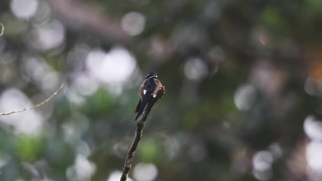 The whiskered treeswift, a favourite on tours for its beauty and perching behaviour.