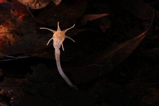 Thismia filiformis  , the native range of this species is Thailand. It is a holomycotrophic tuberous geophyte and grows primarily in the wet tropical biome.
Khao Yai National Park