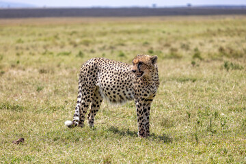 Cheetah standing on the savanna and glancing back over its shoulder. Masai Mara National Reserve Kenya. © TheStorygrapher