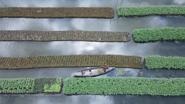 Aerial view of a farmer in a wooden boat navigating between traditional floating vegetable beds in the wetlands of Nazirpur, Barisal Division, Bangladesh.