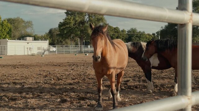 Static shot of horses standing in a corral with subtle head movement.