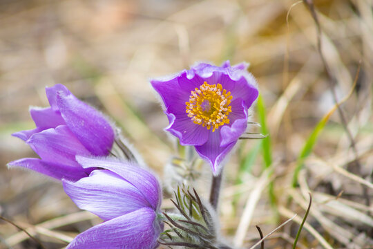 purple flowers near ground with yellow anther