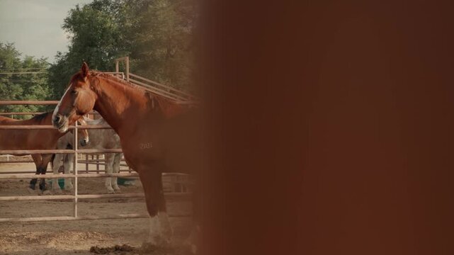 Camera pans across corral horses as foreground metal bars pass twice.