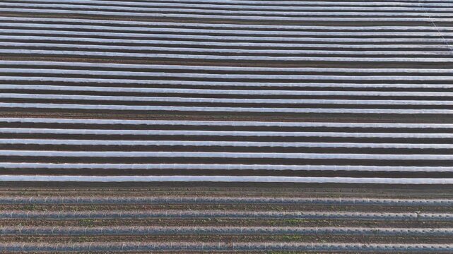 Plastic mulch and low tunnel structures cover parallel cultivated rows across Po Valley farmland in Emilia Romagna, Italy, creating a dense pattern used for protected crop production, top down aerial