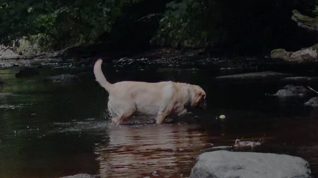 Dog retrieves a ball from a shallow stream before shaking off the water and returning to its owner on a warm Summer day. Handheld footage slowed to 50% speed