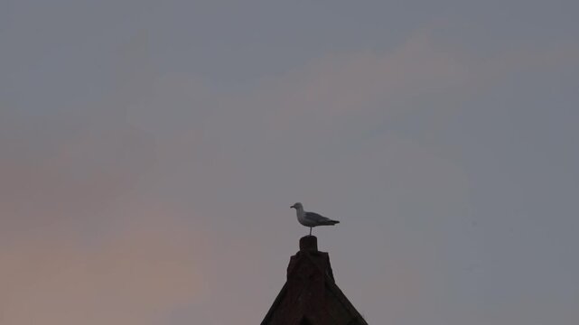 Atmospheric view of a solitary seagull perched on a church spire against a serene dawn sky in Largs, Scotland, creating a striking minimalist silhouette, static tripod shot