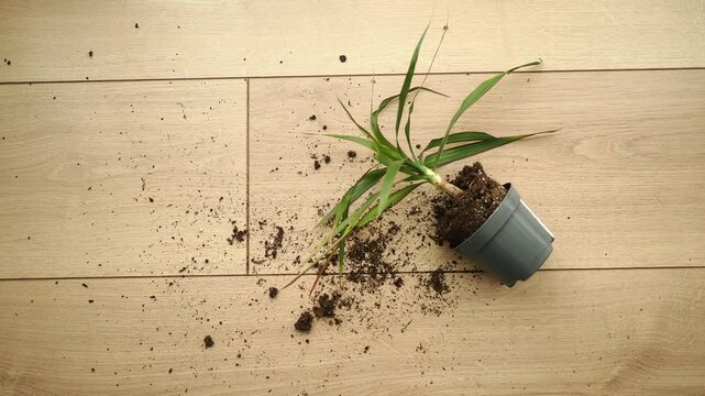 Plant pot falls over and soil spills on the floor