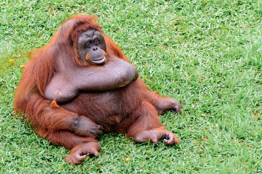 Orangutan sitting in green grass