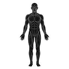 Fototapeta premium Full human body anatomical silhouette front facing standing naturally with arms slightly away from the torso and legs straight