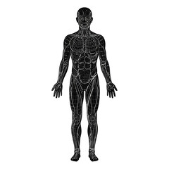 Fototapeta premium Human Body Silhouette with Anatomical Skeleton, Muscles, Spine and Heart Medical Illustration for Biology, Health and Science Research