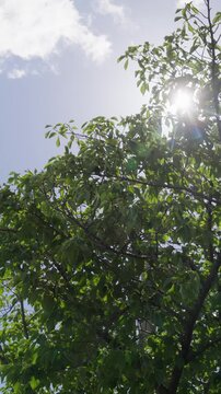 風に揺れる木の葉の間でキラキラ光る太陽の光