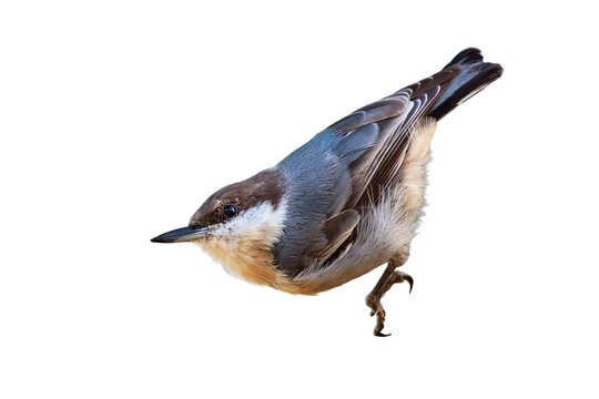 Brown-headed nuthatch (Sitta pusilla) in south Florida. Transparent PNG cropped from my original photo. 