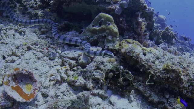 Medium shot of a female blue-headed banded sea krait, Laticauda laticaudata, probing beneath rocks while searching for prey on a Raja Ampat reef.