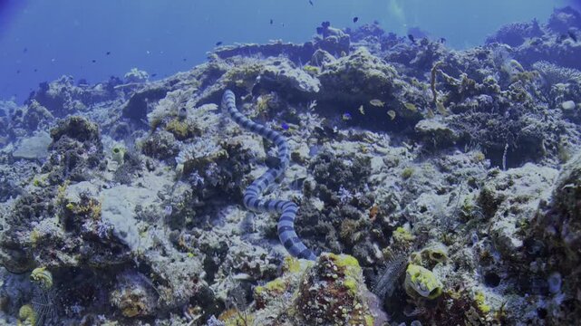 Close-up of a female blue-headed banded sea krait, Laticauda laticaudata, moving past the camera, revealing the contrasting rings along its body.