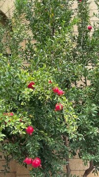 Portrait motion scene shows pomegranate tree occupying foreground and midground against warm beige masonry with arched recess, camera reframing highlights multiple ripe red pomegranates clustered