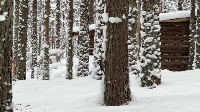 Panoramic winter scene with vertical conifer trunks dusted in snow across foreground and midground, plus rustic stacked-log shelter partly visible through trees on right under muted light