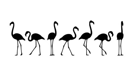 Obraz premium Flamingos set with standing line featuring pink birds, long legs, and water background with tropical vibe