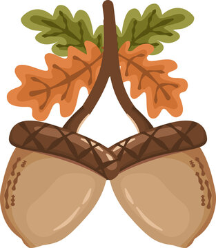 vector illustration of two acorns and leaves clipart