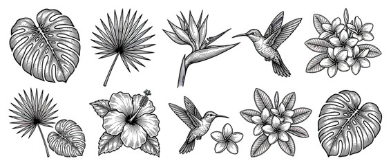 Tropical Botanical Elements with Hummingbirds, Hand Drawn Illustration