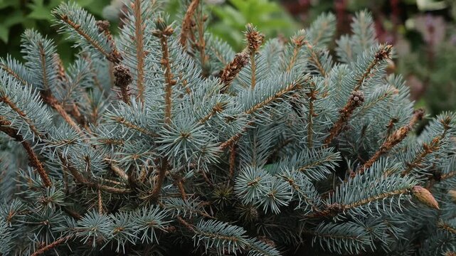 Close-up of blue spruce branches with dense silvery blue needles and young cones. Evergreen conifer growing outdoors, natural botanical texture and ornamental garden plant.