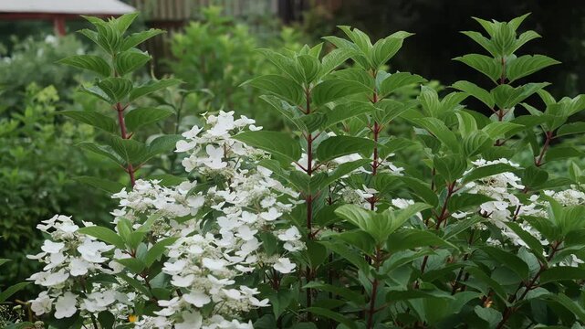 White panicle hydrangea flowers blooming among lush green foliage in a summer garden, ornamental flowering shrub for landscaping and garden design.