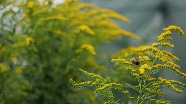 Bumblebee feeding on yellow goldenrod flowers, collecting nectar and pollen. Close-up of natural pollination, flowering plants and insect biodiversity in summer.