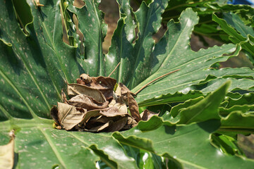 A cluster of dry, brown, wilted leaves piles up amidst the large, bright green leaves of a tropical philodendron, showcasing a natural contrast between life and decay. © Abu Tami