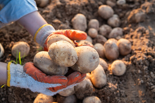 Farmer holding freshly harvested organic potatoes with soil in sunset field
