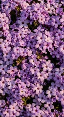 Obraz premium Beautiful vibrant purple and pink flower pattern on a dark background