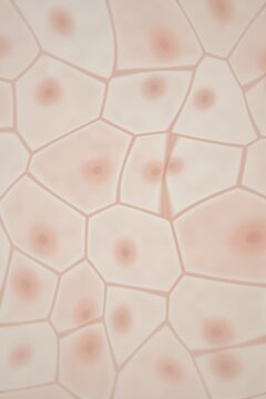 Microscopic view of cells with nuclei
