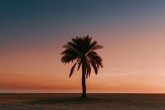 Silhouette of a single palm tree standing on a sandy horizon under a glowing pastel sunset sky for tropical travel and serenity concepts