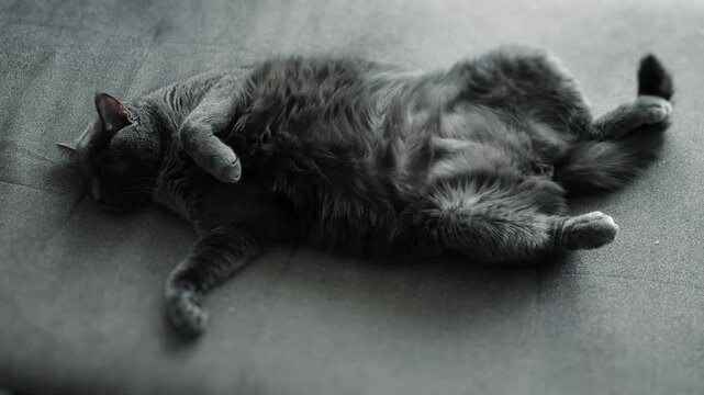Relaxed gray domestic cat lying on its back with paws up on a soft sofa. Comfortable sleeping pet resting peacefully at home in a funny relaxed pose.