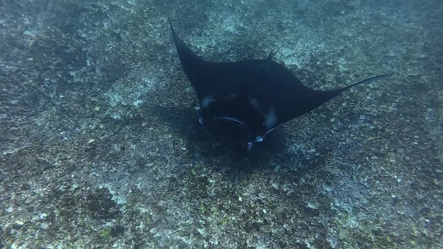 Manta Ray Swimming Over Tropical Seafloor in Labuan Bajo, Indonesia