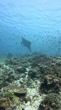 Manta Ray Underwater Wildlife in the Marine Waters of Labuan Bajo