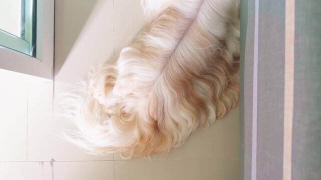 Shih Tzu dog sleeping on the floor in bedroom. Top view