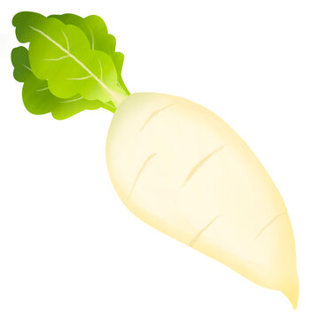 Hand-drawn fresh daikon radish with green leaves illustration.
