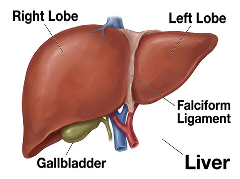 Human liver anatomy diagram showing lobes and gallbladder isolated on white background