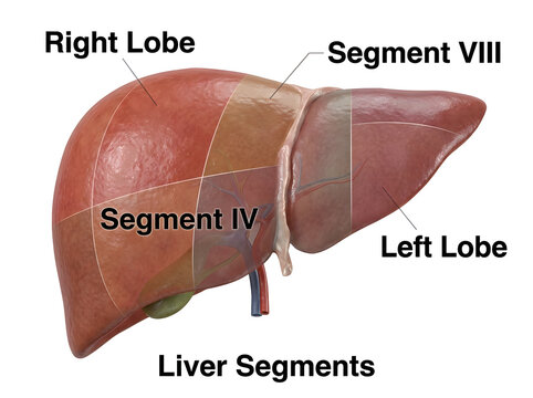 Human liver anatomy showing right and left lobes with segments iv and viii isolated on white background