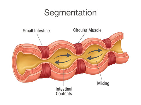 Small intestine segmentation with circular muscle contraction isolated on white background