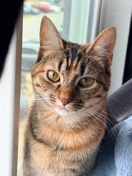torbie cat