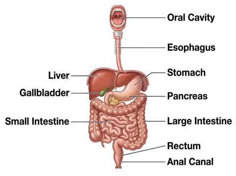 Human digestive system anatomy diagram with labeled organs isolated on white background