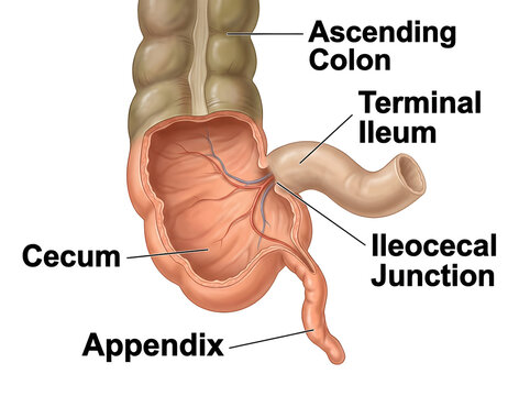 Human digestive system showing cecum and appendix anatomy isolated on white background