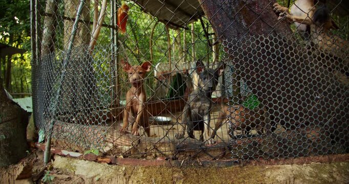 Phu Quoc Ridgeback Puppies in Vietnam Botanical Garden Kennel 6 of 12